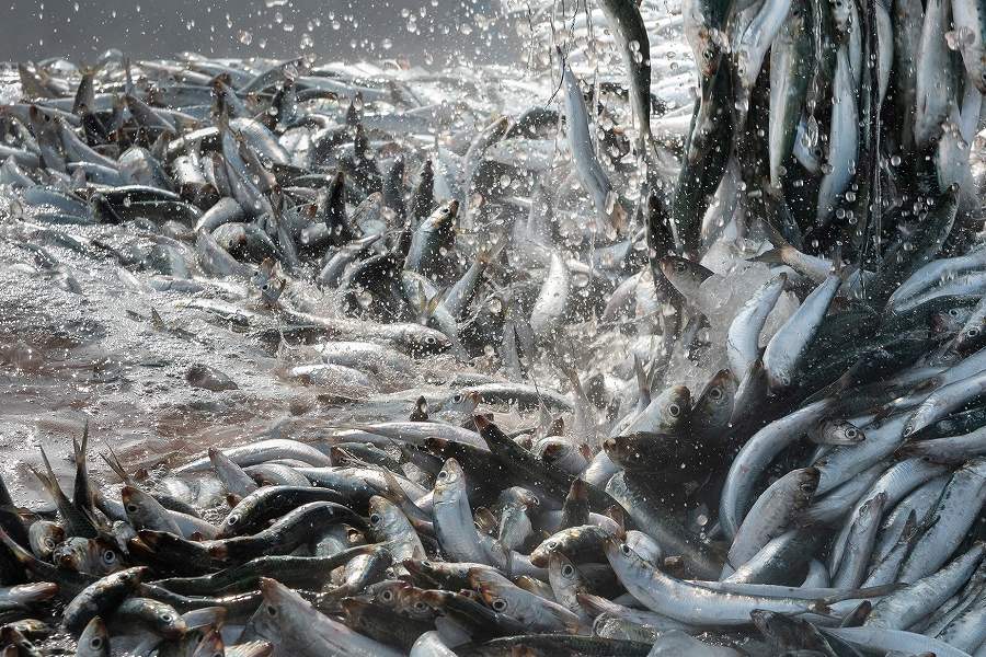 毎朝、水揚げされた活きのいい魚！